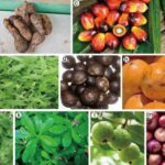 Loại cây ăn quả quen thuộc ở Việt Nam chứa chất chống ung thư