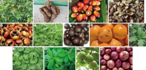 Một số loài cây chứa các hợp chất tiềm năng trong lĩnh vực điều trị ung thư mà nhóm nghiên cứu từ Nigeria phân tích, có những thứ rất quen thuộc như cây ổi
