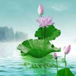 Nằm Mơ Thấy Hoa Sen ! Tốt Hay Xấu Đánh Con Gì May Mắn ?
