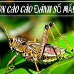 MƠ THẤY CON CÀO CÀO ĐÁNH SỐ GÌ?