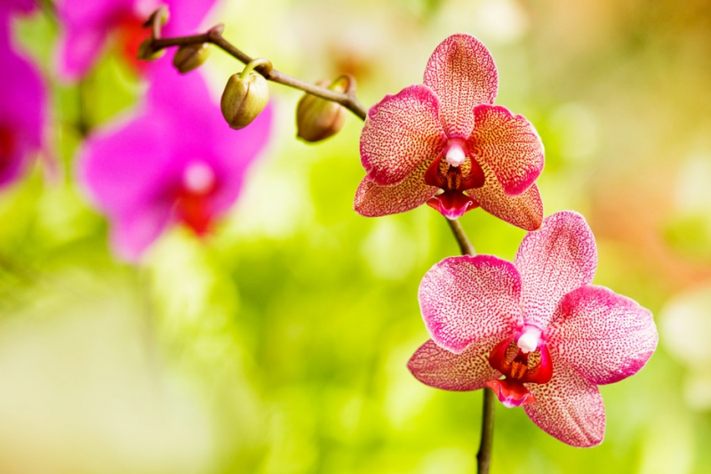 Mơ thấy hoa lan