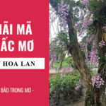 Giấc Mơ thấy hoa lan Đánh Số Mấy?