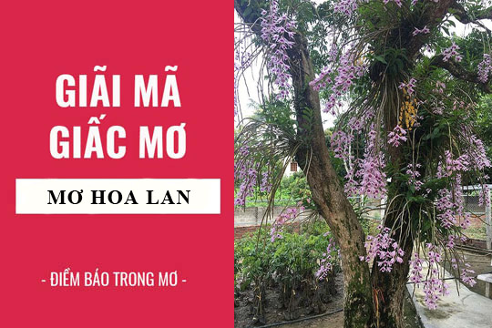 Mơ thấy hoa lan