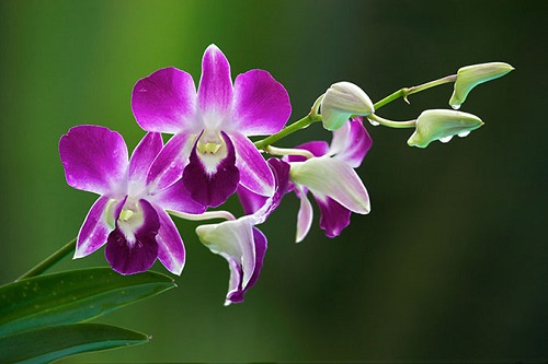 Mơ thấy hoa lan