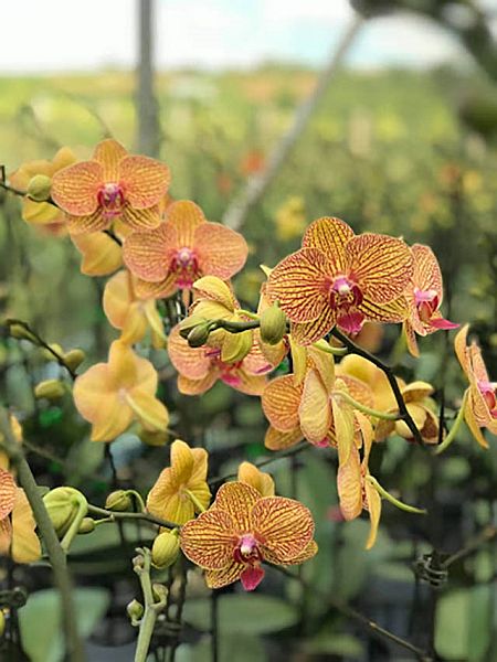 Mơ thấy hoa lan